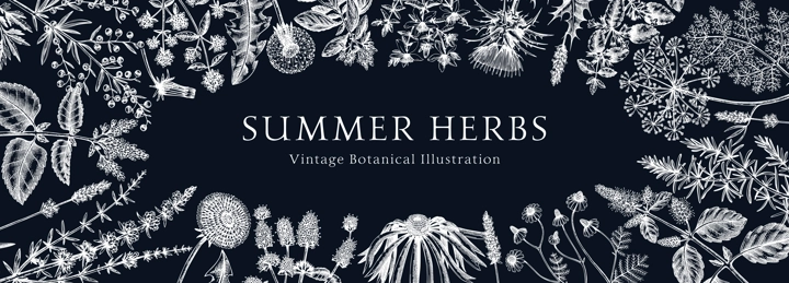 Floral border with herbs and wild flowers. Botanical banner with medicinal plants sketches. Delicate field and meadow wildflowers. Vector illustration on chalkboard. Natural frame in engraved style